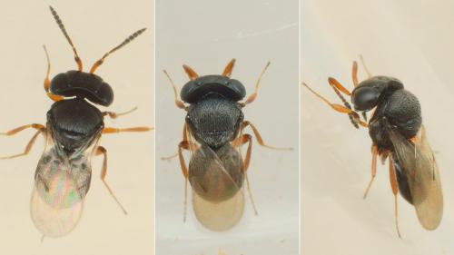 Trissolcus sp.